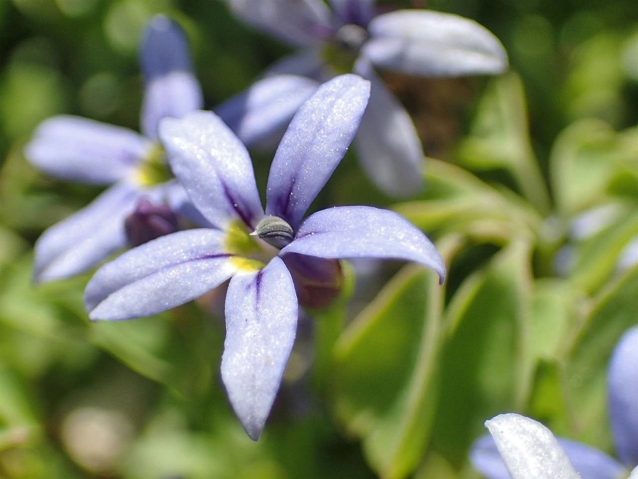 Isotoma fluviatilis flower