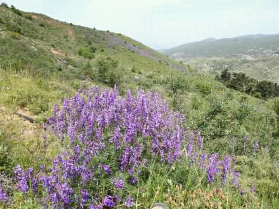 Lupinus chamissonis flower