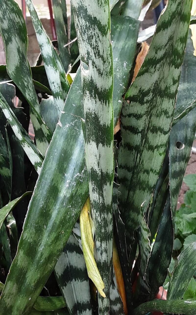 Dracaena zeylanica leaf