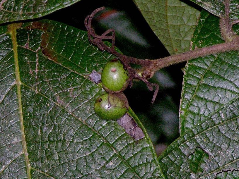 Cordia dwyeri fruit
