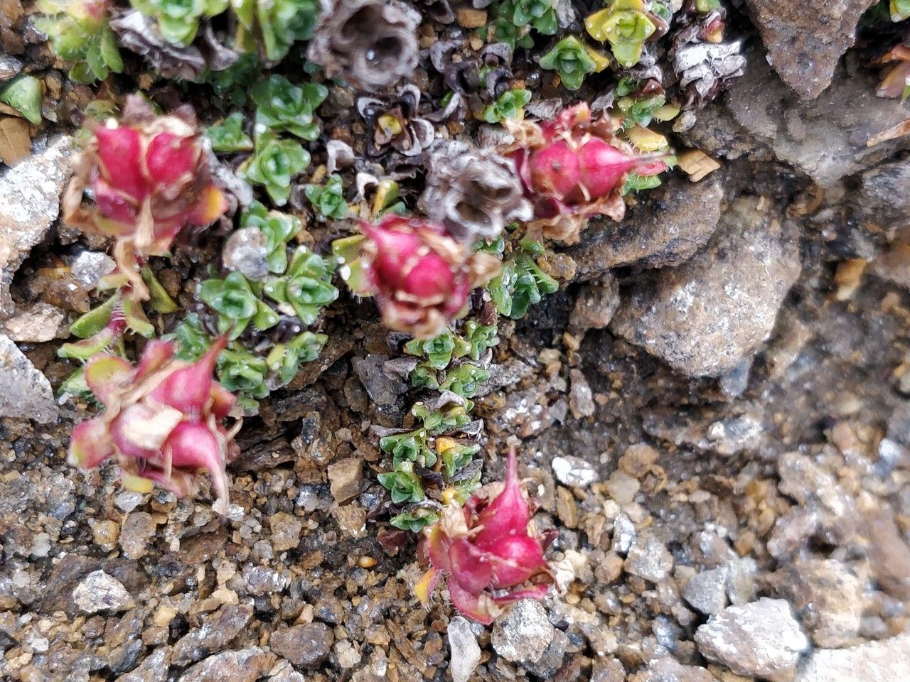 Saxifraga biflora fruit