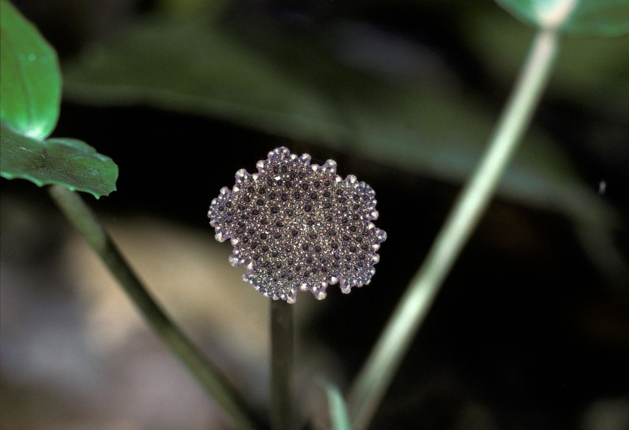 Dorstenia indica — search result for 'Dorstenia'