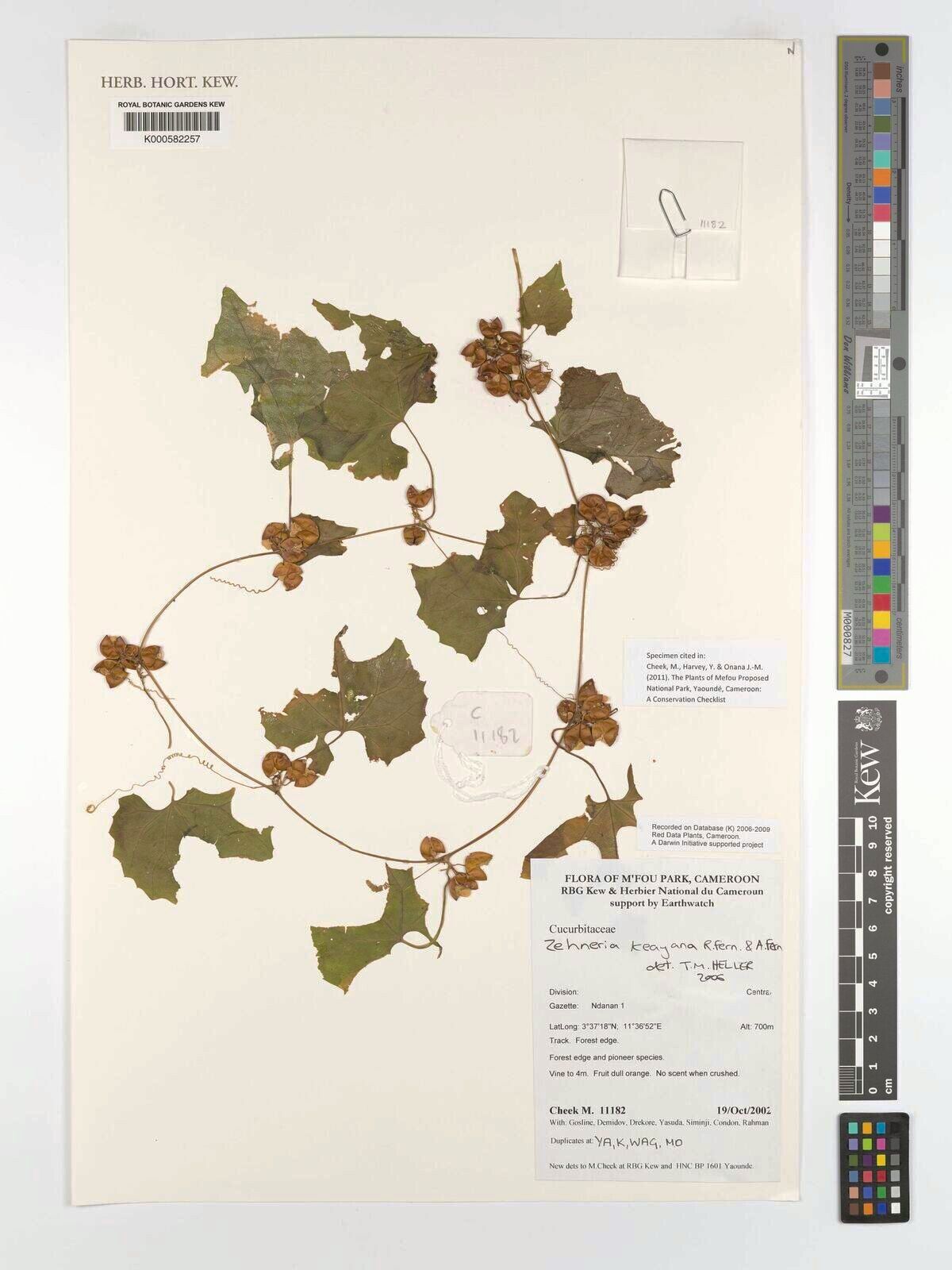 Zehneria keayana — houseplant care guide