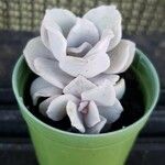 Echeveria Laui