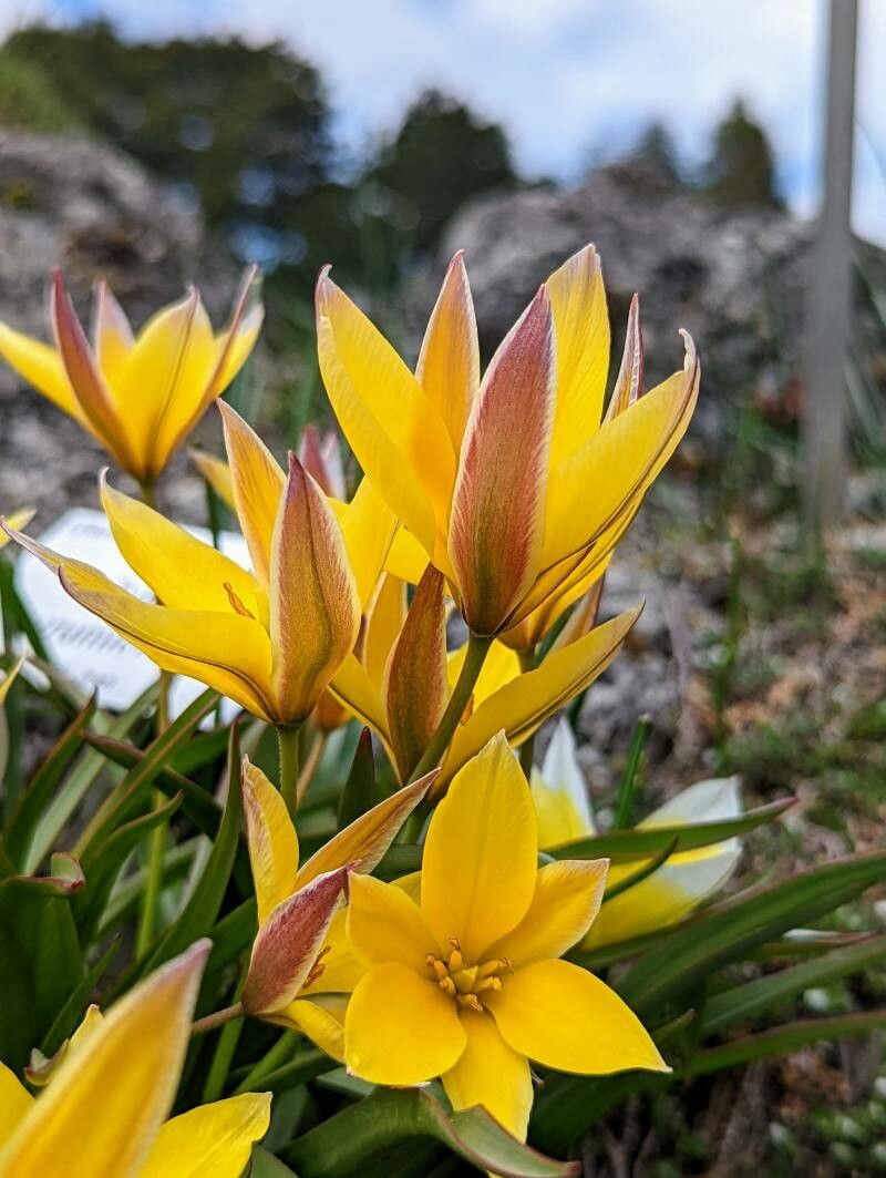Tulipa tarda flower