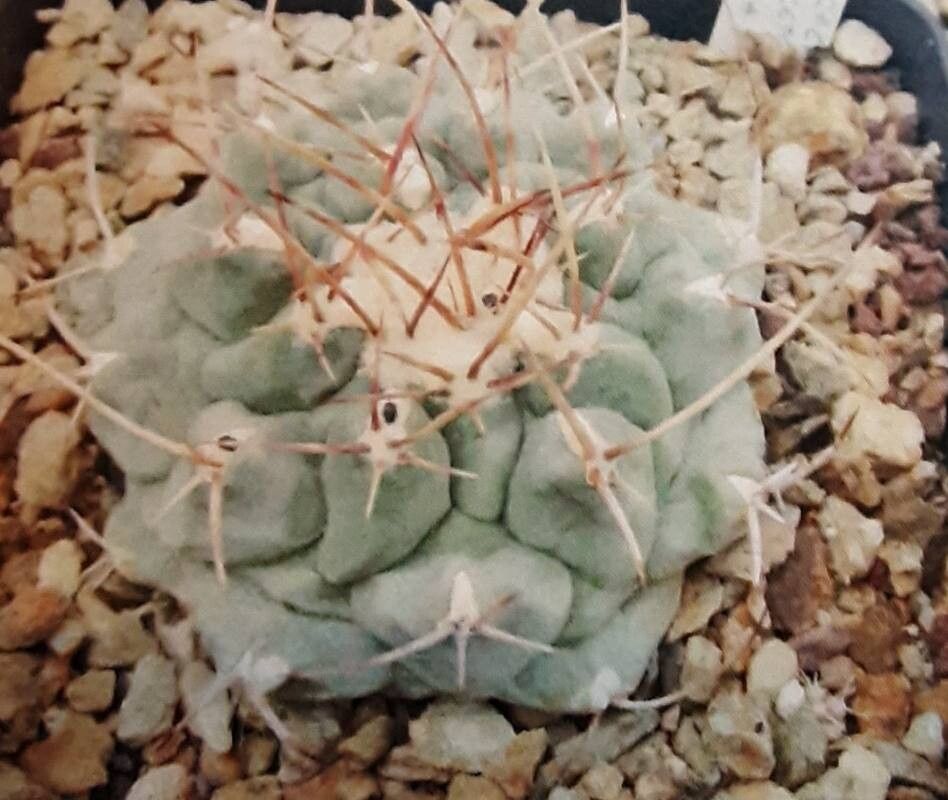 Thelocactus multicephalus — houseplant care guide