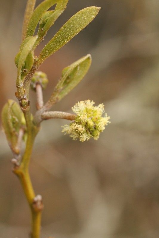 Acacia heterophylla flower