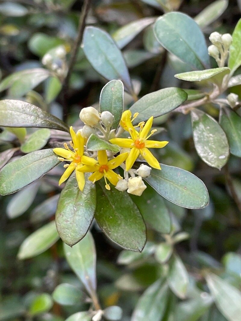 Corokia cotoneaster — search result for 'Cotoneaster'