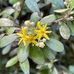 Corokia cotoneaster