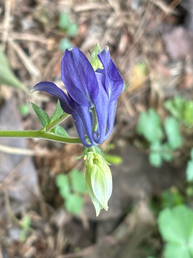Aquilegia baluchistanica flower