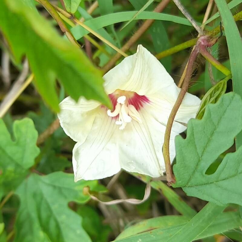 Merremia dissecta flower