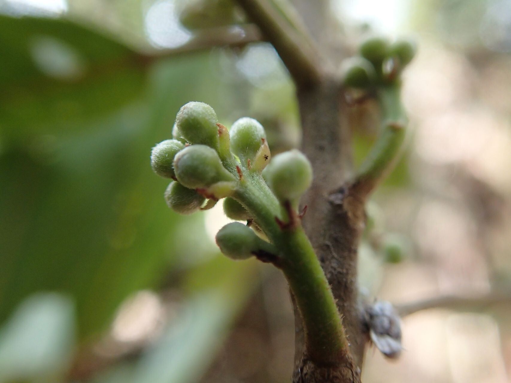 Elaeocarpus dognyensis fruit