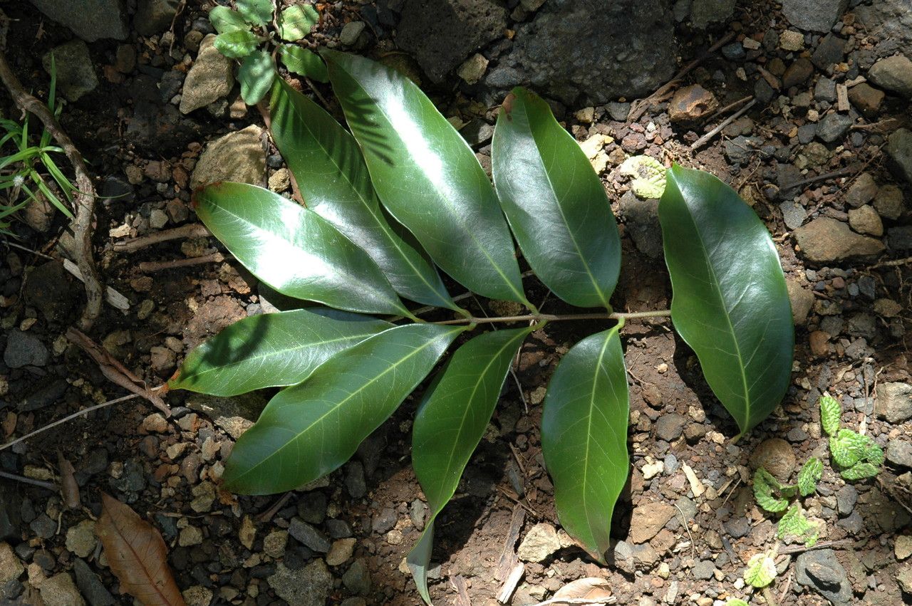 Litchi chinensis leaf