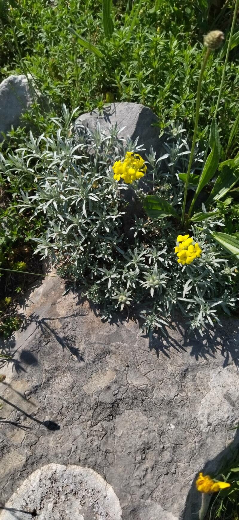 Alyssum doerfleri flower