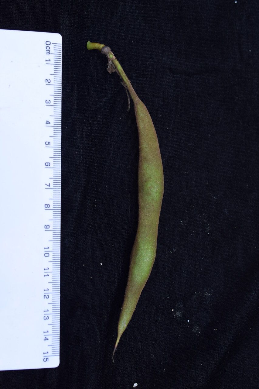 Erythrina arborescens fruit
