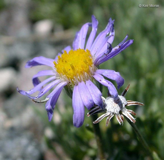 Erigeron elegantulus — search result for 'Erigeron'