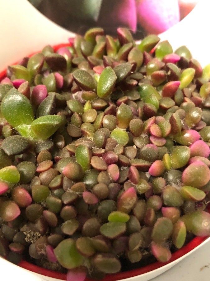 Anacampseros rufescens — search result for 'Anacampseros'