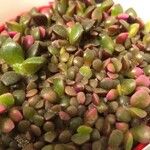 Anacampseros rufescens