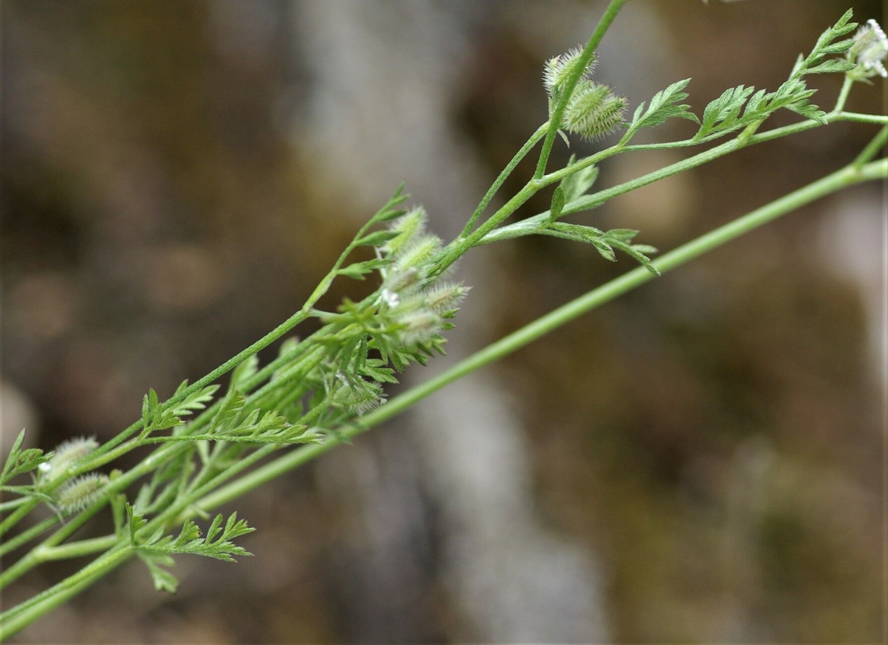 Torilis leptophylla — related species from the same genus