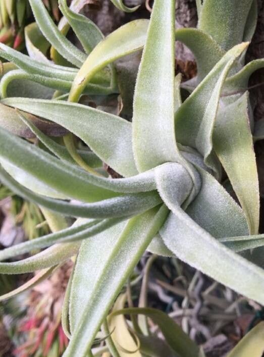 Tillandsia diguetii — houseplant care guide