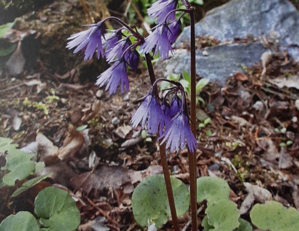 Soldanella montana — houseplant care guide
