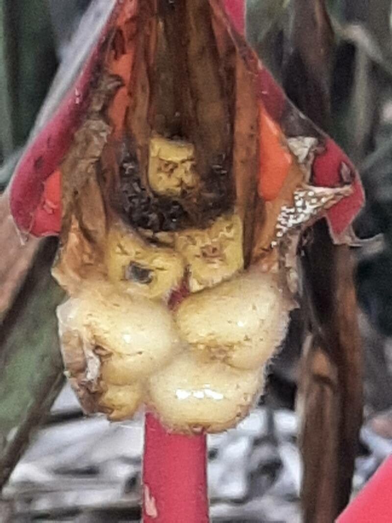 Heliconia trichocarpa fruit