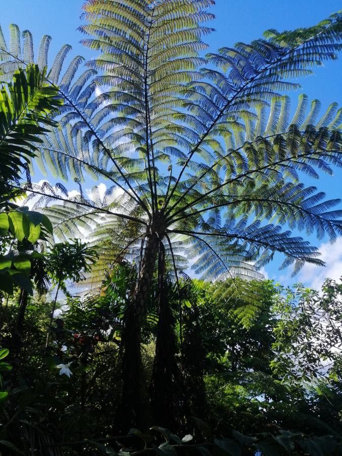 Sphaeropteris intermedia flower
