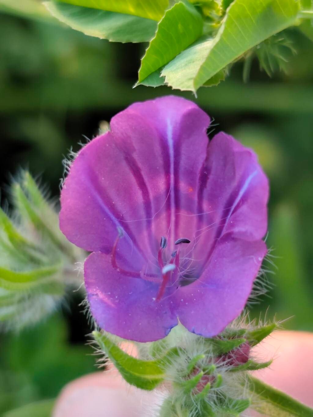 Echium salmanticum — houseplant care guide