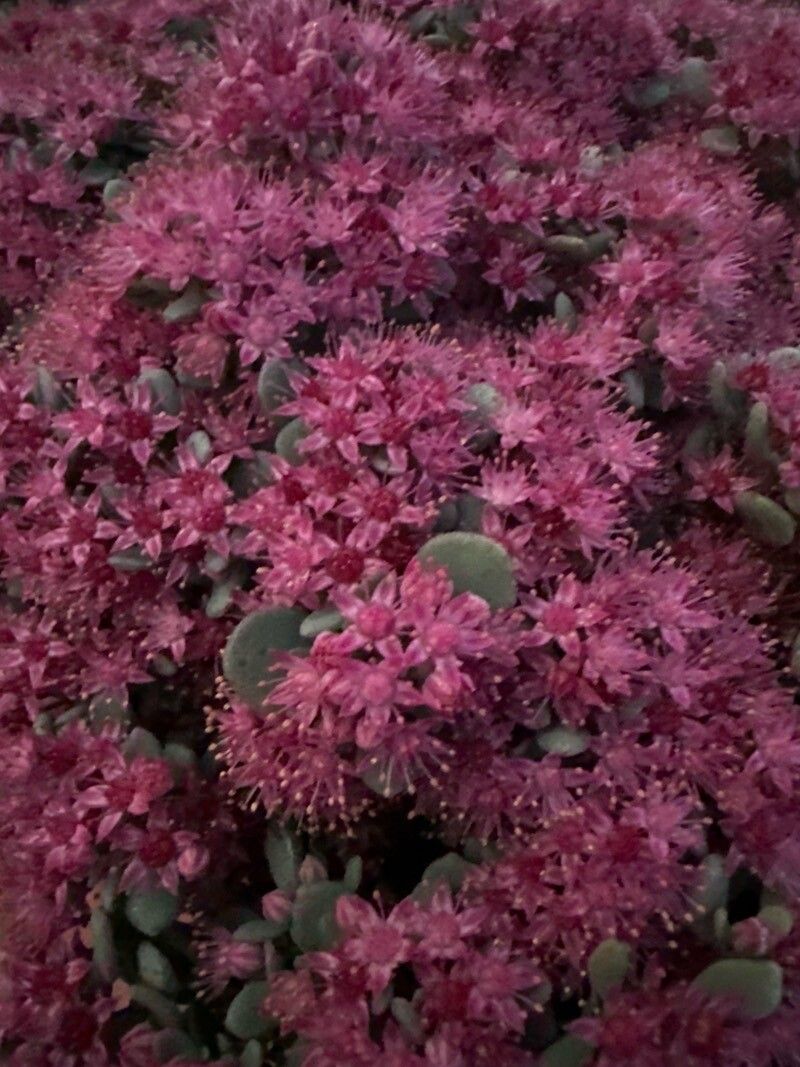 Hylotelephium cyaneum flower