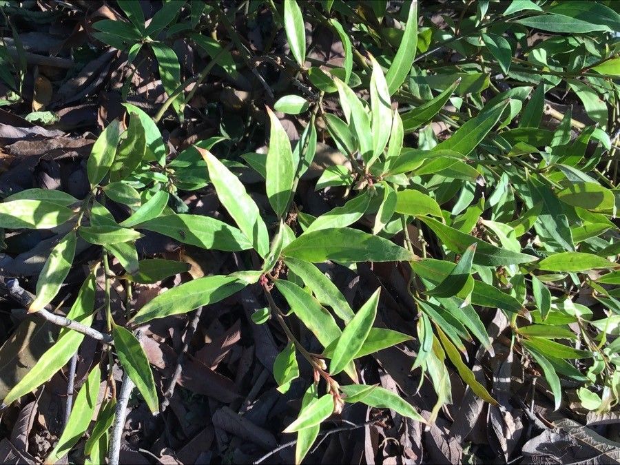 Sarcococca pruniformis leaf