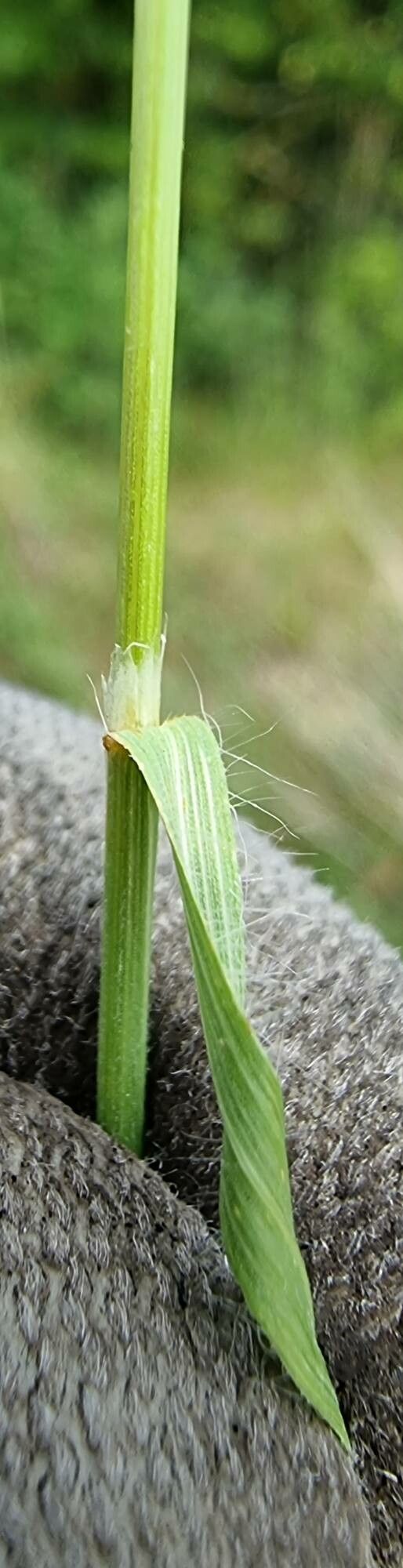 Bromus racemosus leaf