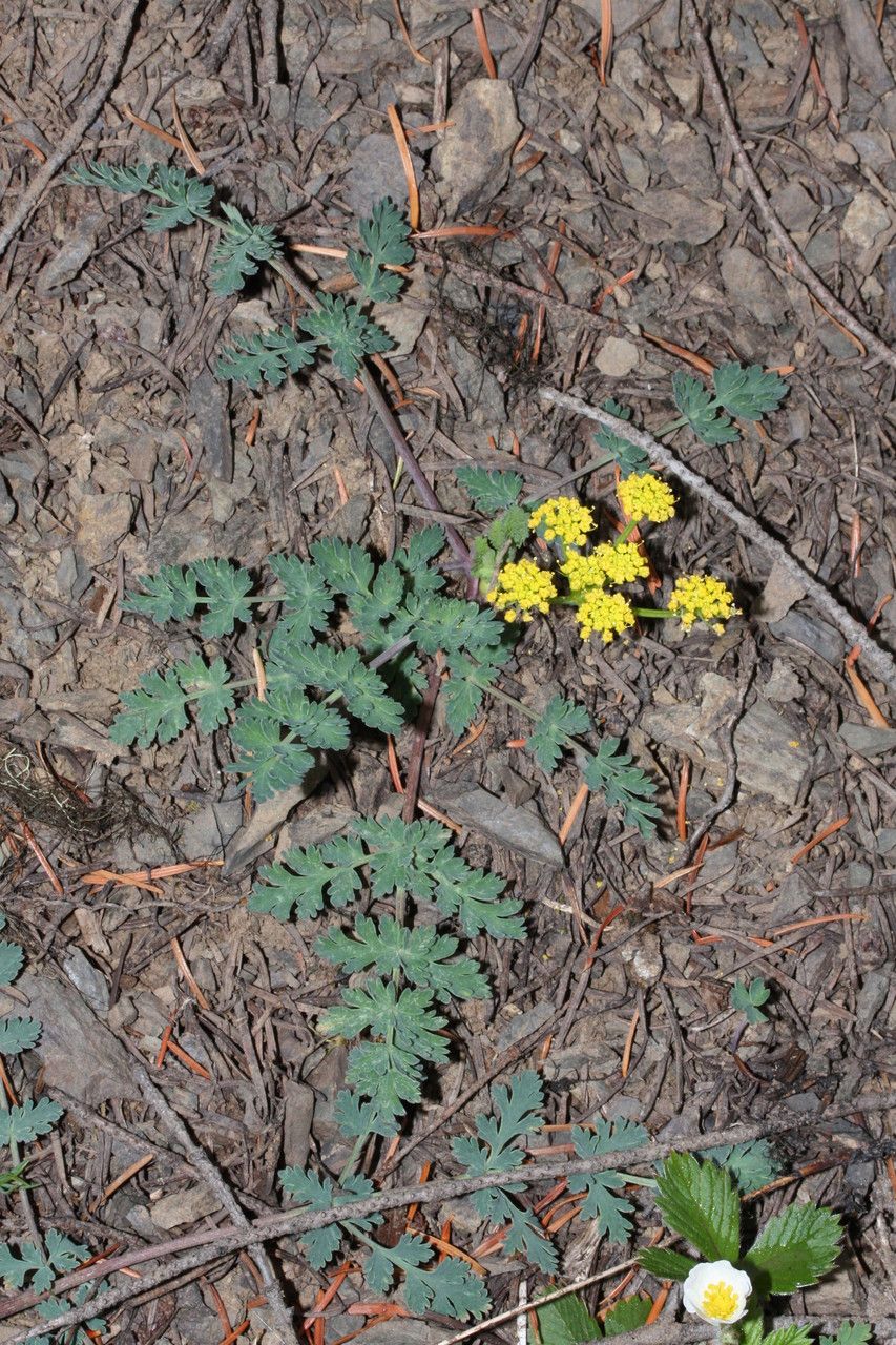 Lomatium martindalei habit