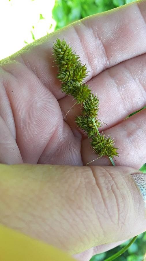 Carex arcta — houseplant care guide