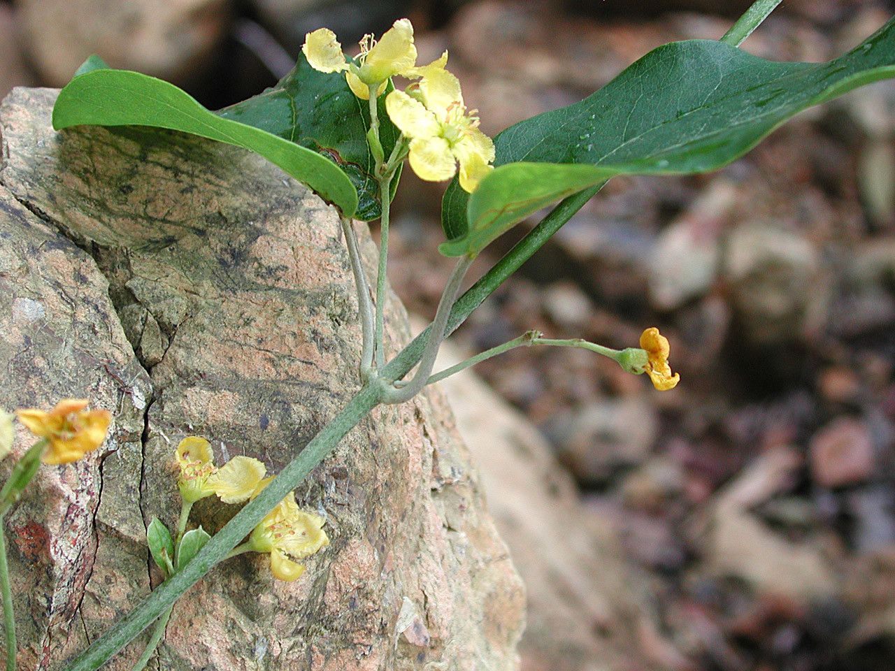 Stigmaphyllon angustifolium bark
