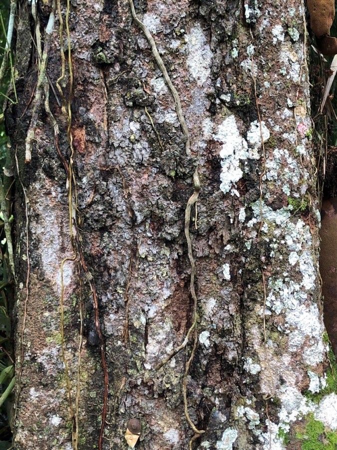 Theobroma simiarum bark