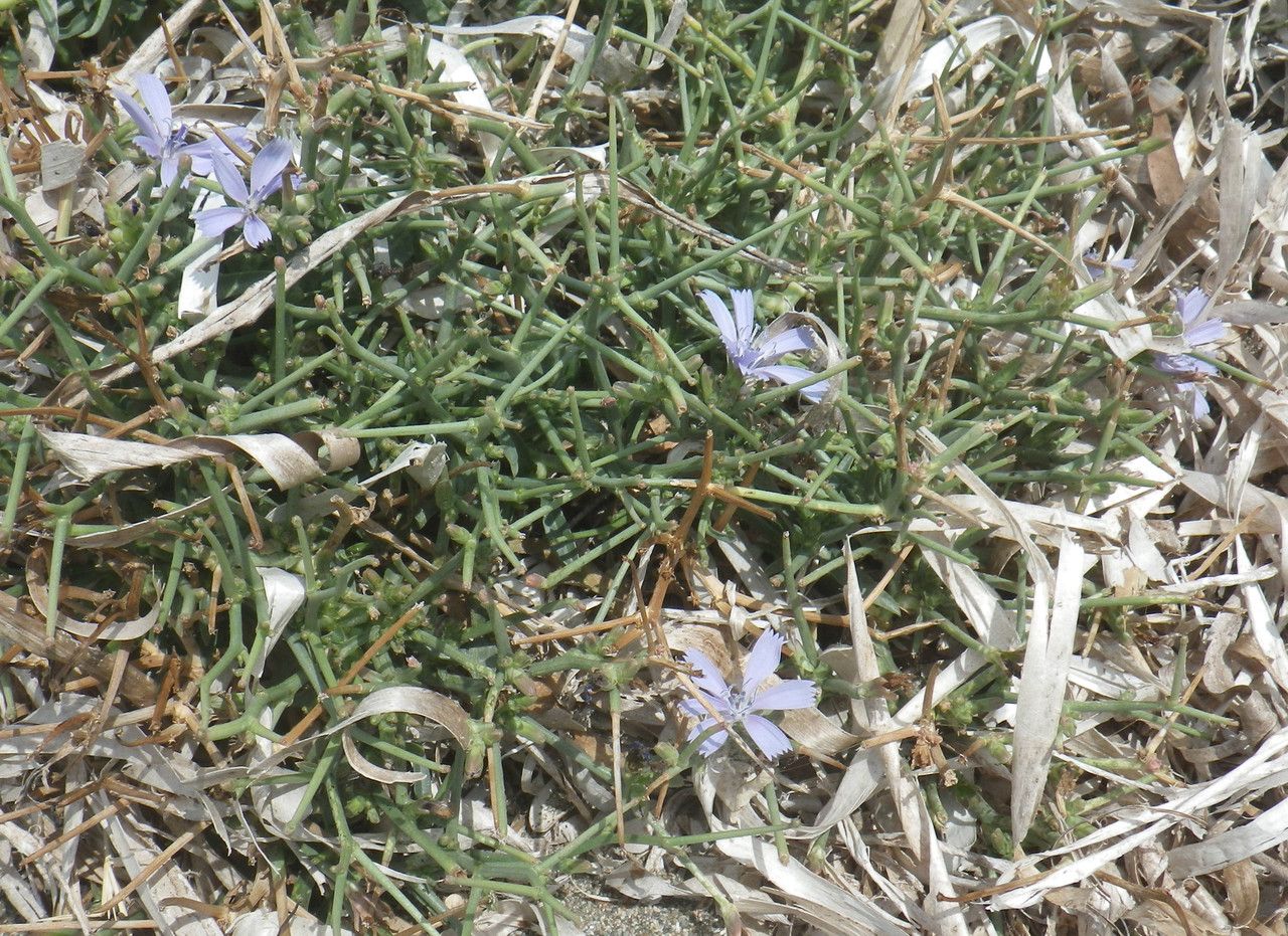 Cichorium spinosum leaf