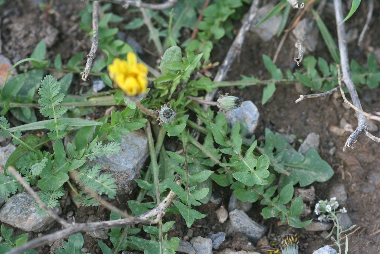 Taraxacum minimum — houseplant care guide