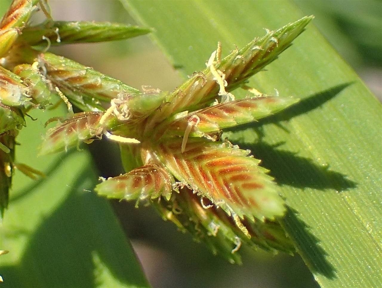 Cyperus alternifolius fruit