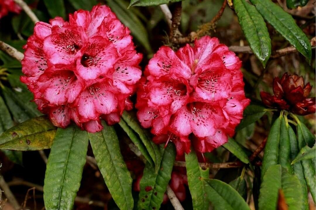 Rhododendron kendrickii flower