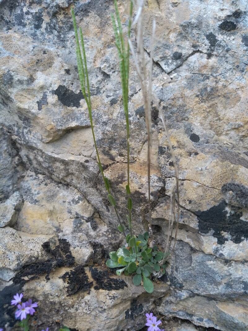 Arabis collina fruit
