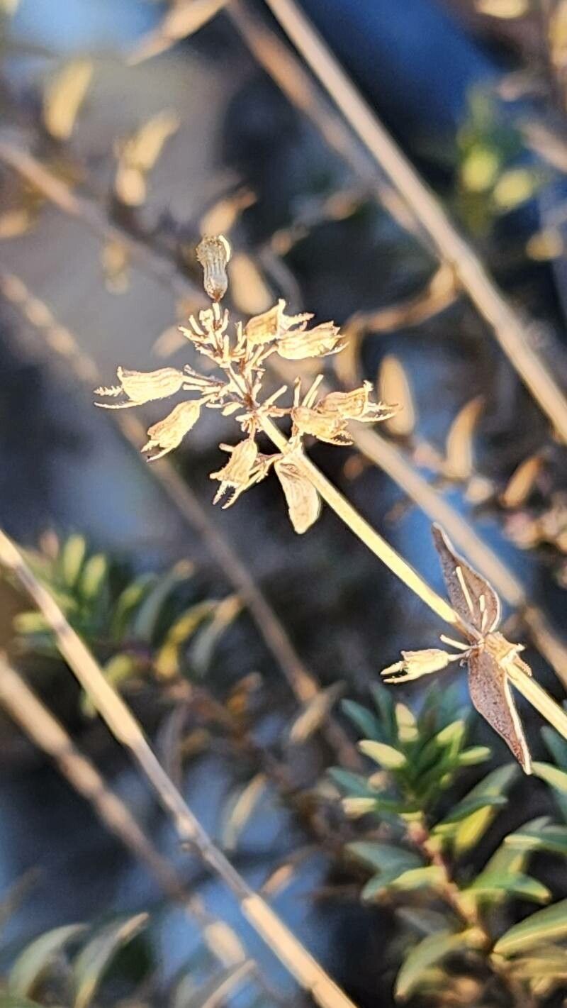Thymus pannonicus fruit