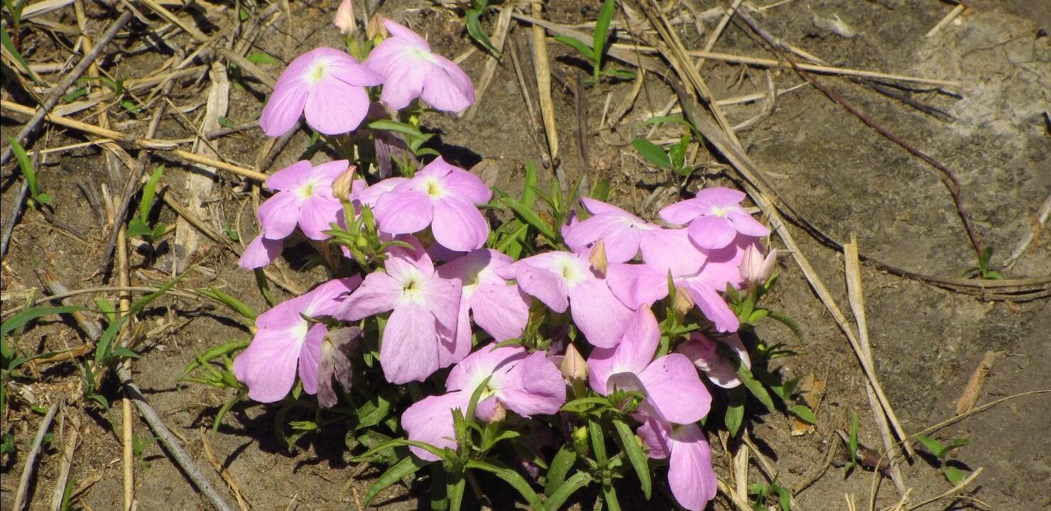 Cycnium tubulosum flower