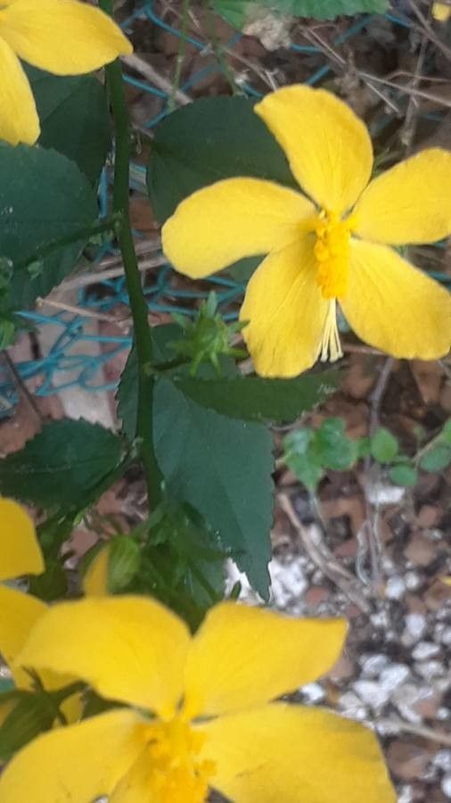 Piriqueta cistoides flower