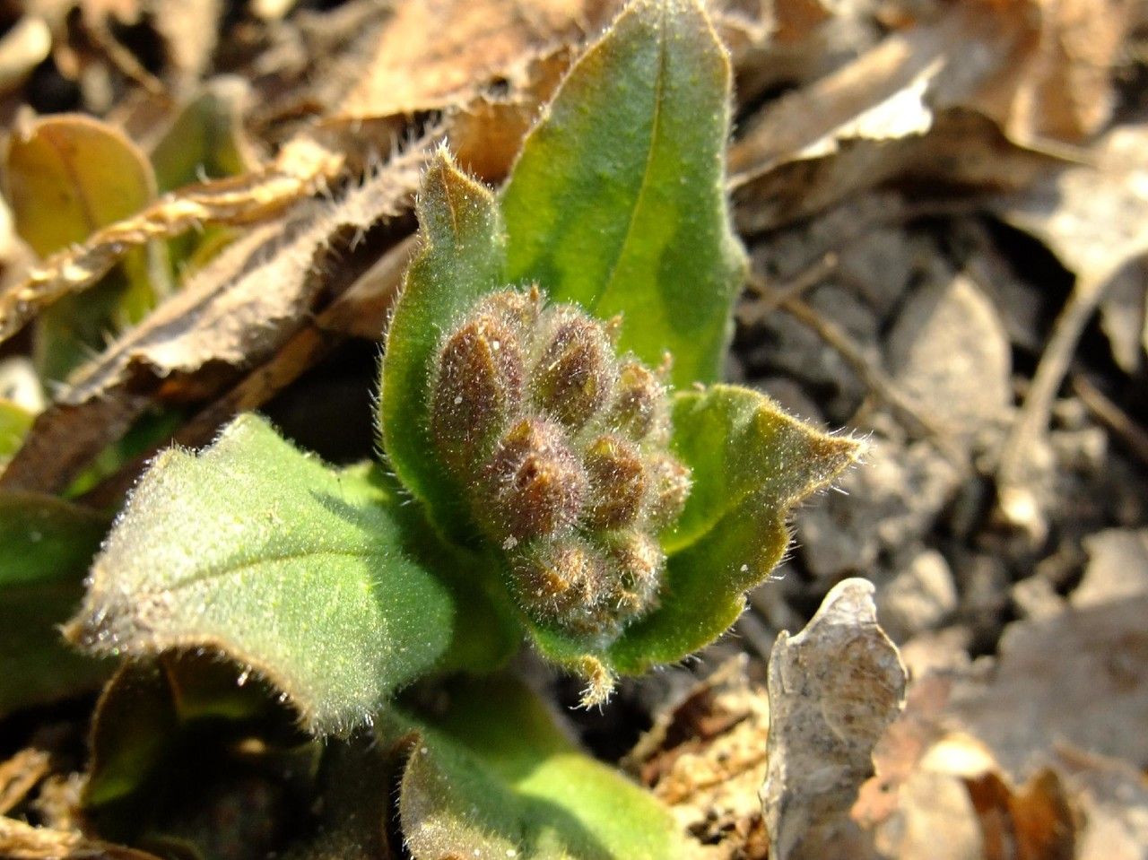 Pulmonaria obscura fruit