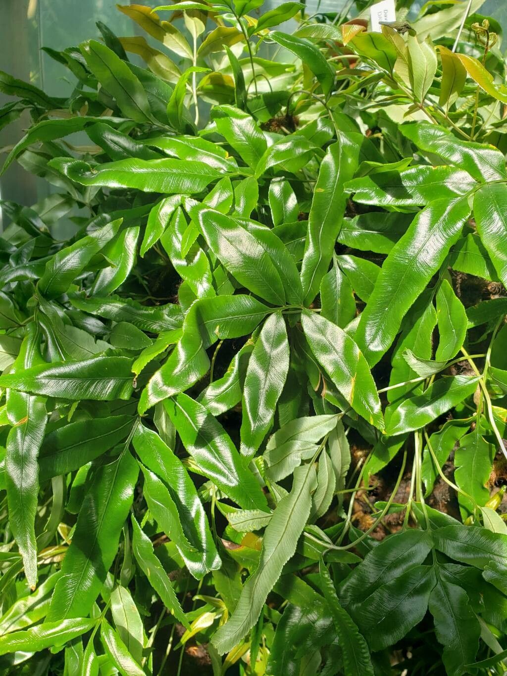 Davallia pentaphylla leaf