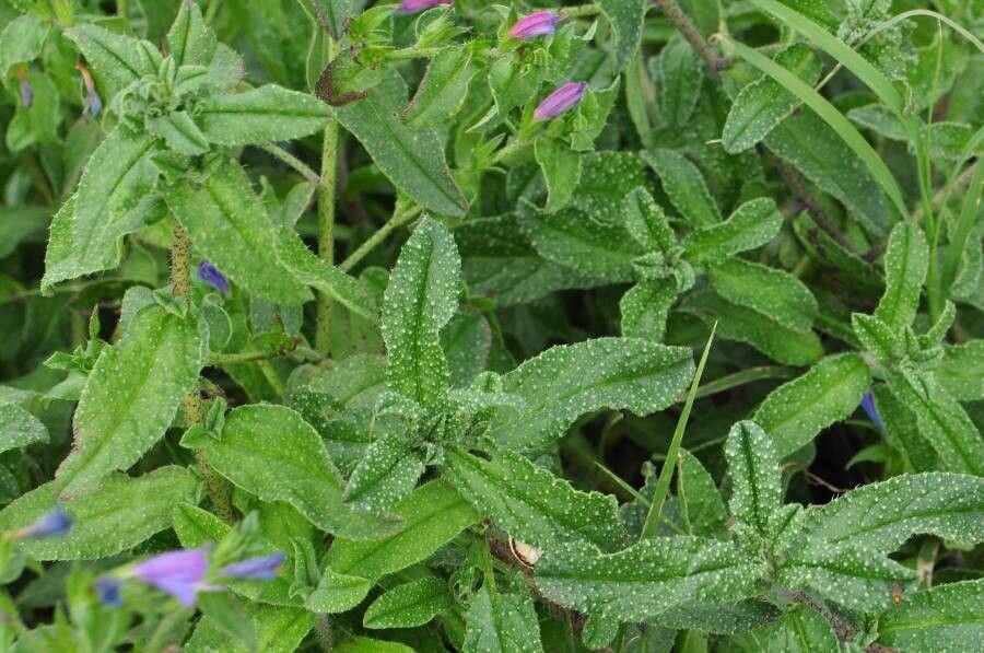 Echium rosulatum — search result for 'Echium'