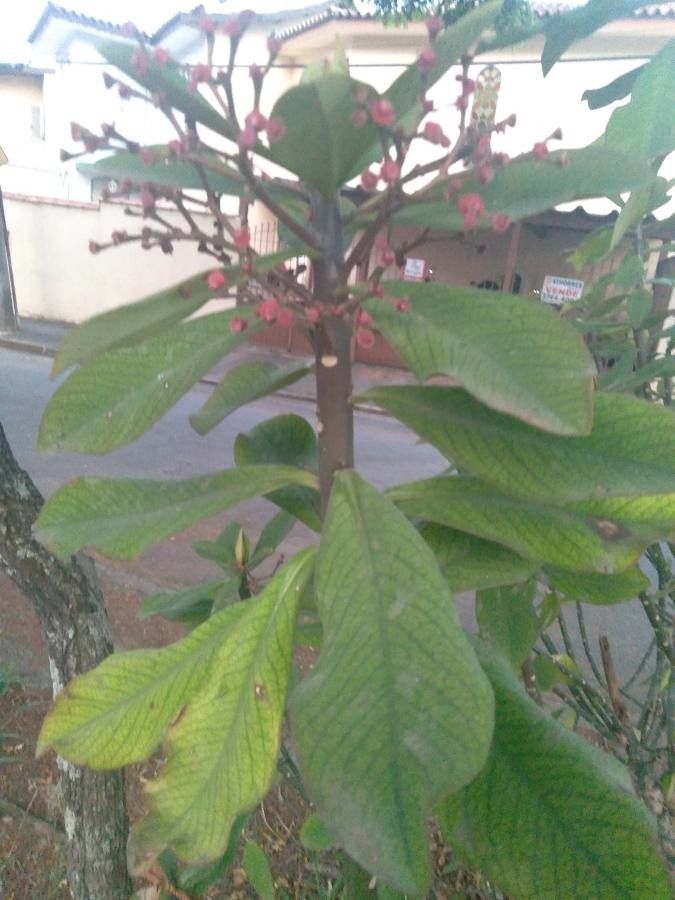 Himatanthus drasticus flower