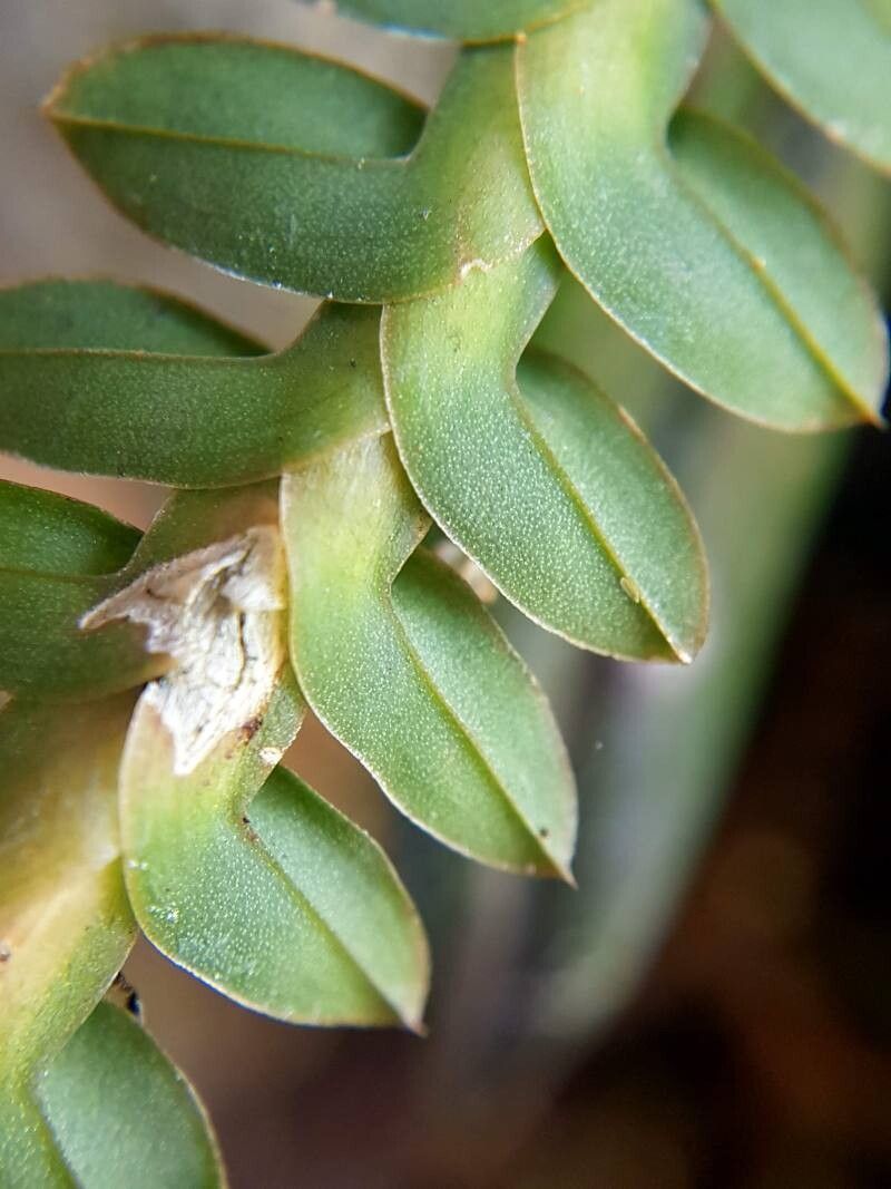 Dichaea poicillantha — houseplant care guide