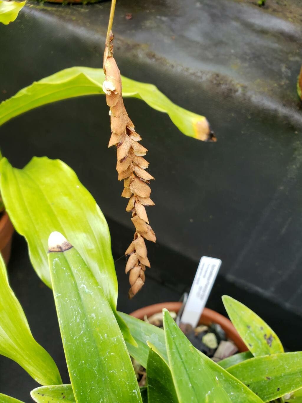 Coelogyne imbricata other