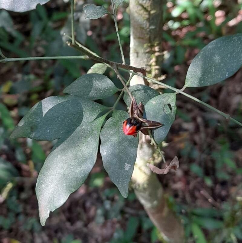 Trichilia elegans leaf